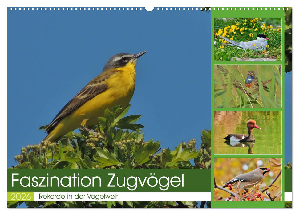 Faszination Zugvögel - Rekorde in der Vogelwelt (CALVENDO Wandkalender 2026)