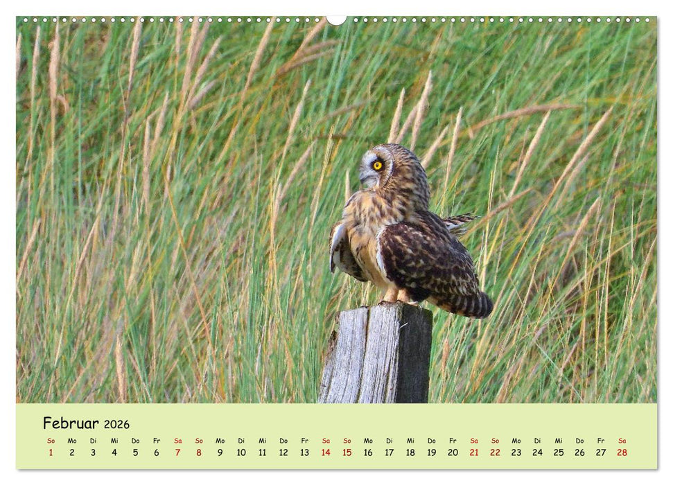 Faszination Zugvögel - Rekorde in der Vogelwelt (CALVENDO Wandkalender 2026)