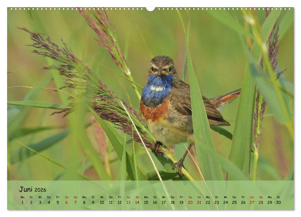 Faszination Zugvögel - Rekorde in der Vogelwelt (CALVENDO Wandkalender 2026)