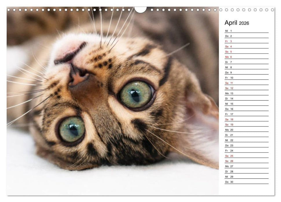 Bengal Kätzchen - Der Geburtstagskalender (CALVENDO Wandkalender 2026)