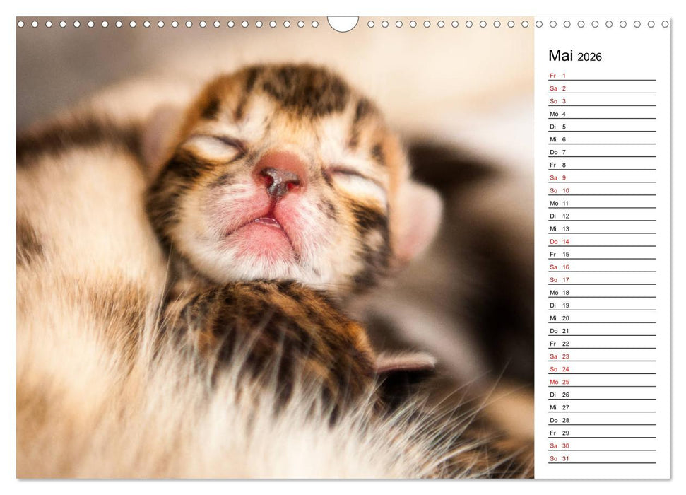 Bengal Kätzchen - Der Geburtstagskalender (CALVENDO Wandkalender 2026)