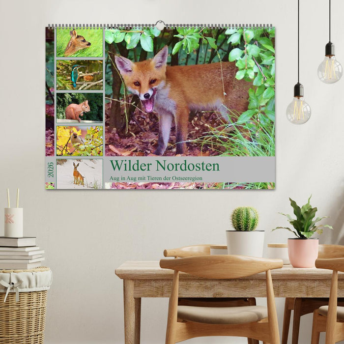 Wilder Nordosten - Aug in Aug mit Tieren der Ostseeregion (CALVENDO Wandkalender 2026)