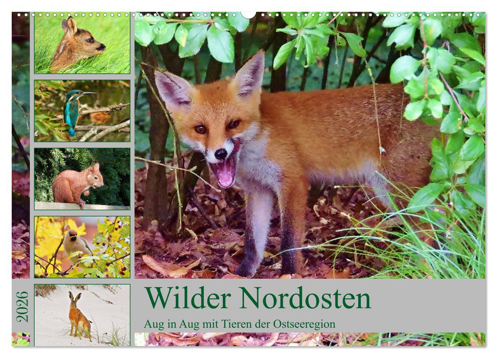 Wilder Nordosten - Aug in Aug mit Tieren der Ostseeregion (CALVENDO Wandkalender 2026)