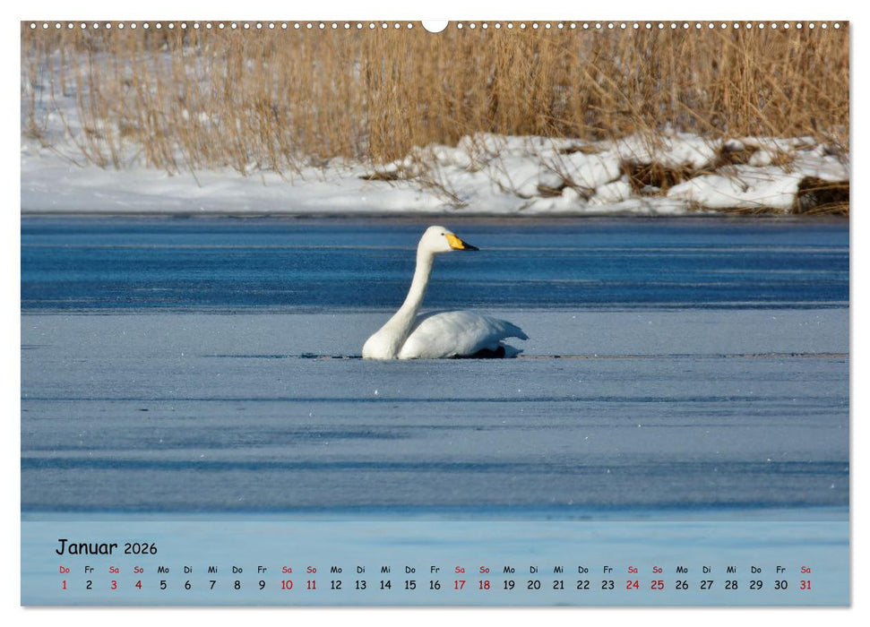 Wilder Nordosten - Aug in Aug mit Tieren der Ostseeregion (CALVENDO Wandkalender 2026)