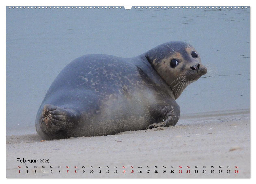 Wilder Nordosten - Aug in Aug mit Tieren der Ostseeregion (CALVENDO Wandkalender 2026)
