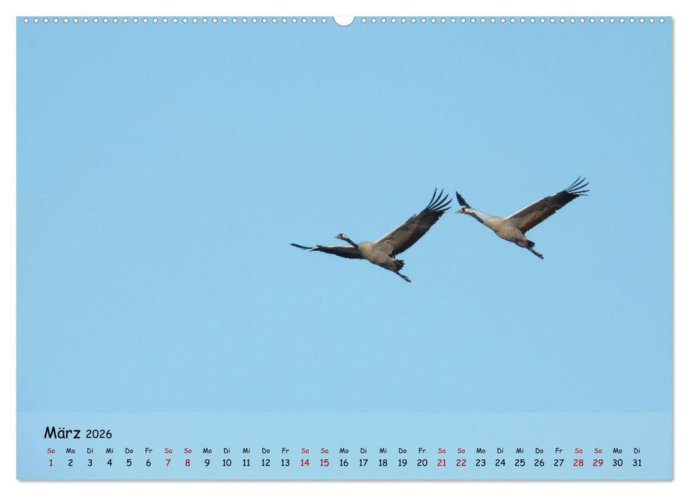 Wilder Nordosten - Aug in Aug mit Tieren der Ostseeregion (CALVENDO Wandkalender 2026)