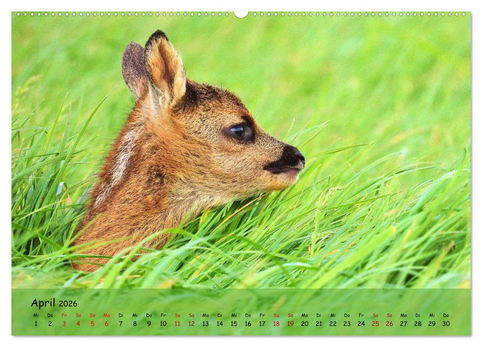 Wilder Nordosten - Aug in Aug mit Tieren der Ostseeregion (CALVENDO Wandkalender 2026)