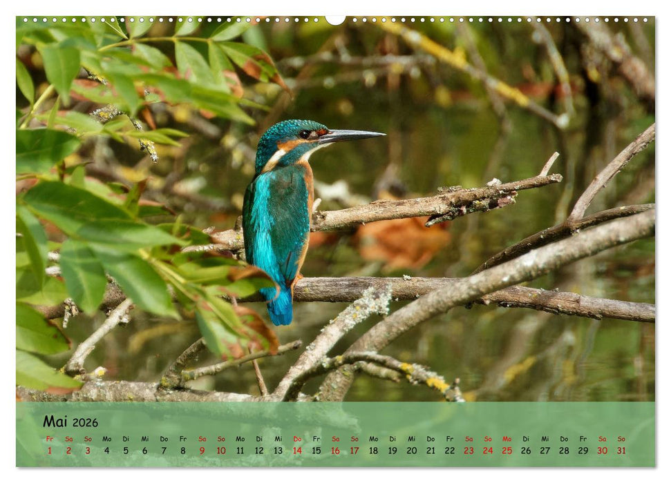 Wilder Nordosten - Aug in Aug mit Tieren der Ostseeregion (CALVENDO Wandkalender 2026)