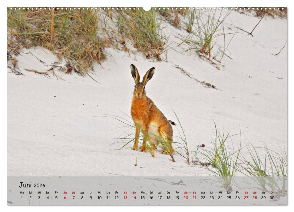 Wilder Nordosten - Aug in Aug mit Tieren der Ostseeregion (CALVENDO Wandkalender 2026)
