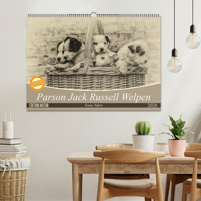 Parson Jack Russel Welpen (CALVENDO Wandkalender 2026)