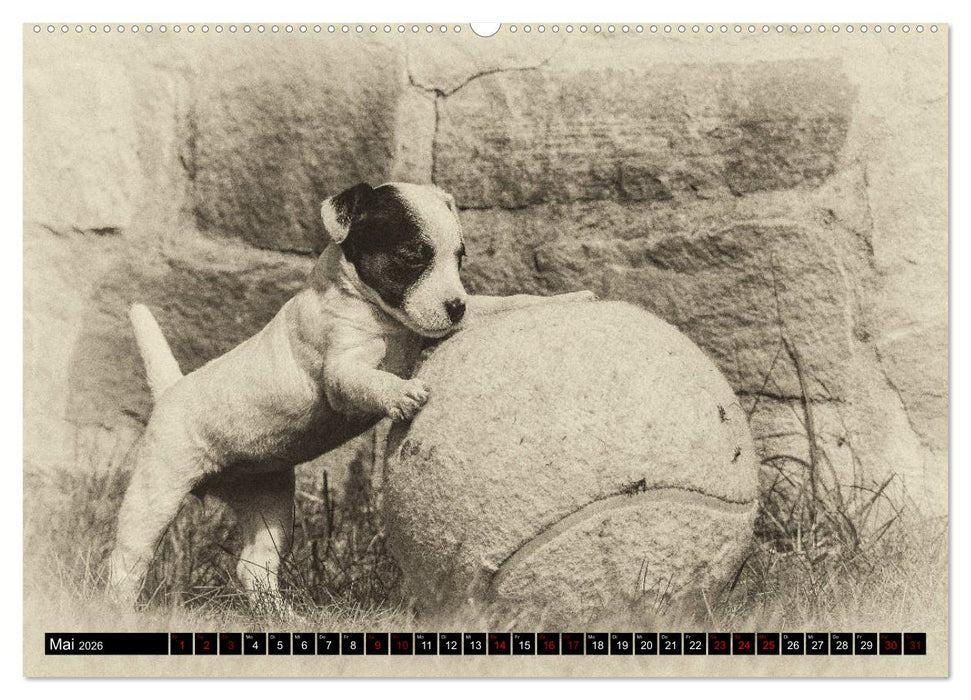 Parson Jack Russel Welpen (CALVENDO Wandkalender 2026)