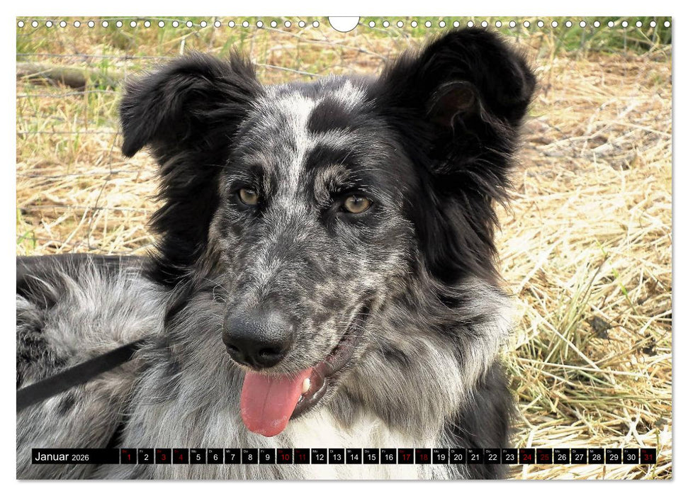 Haus- und Hoftiere (CALVENDO Wandkalender 2026)