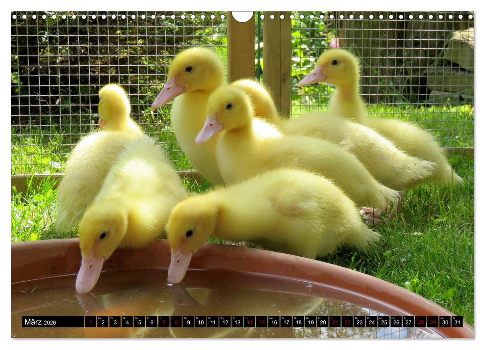 Haus- und Hoftiere (CALVENDO Wandkalender 2026)