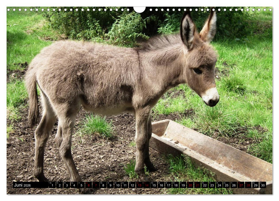 Haus- und Hoftiere (CALVENDO Wandkalender 2026)