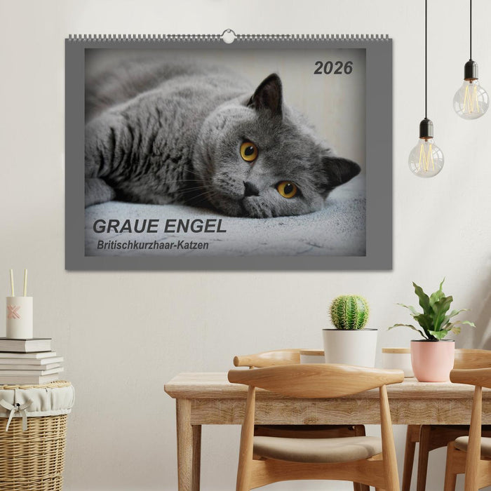 GRAUE ENGEL Britischkurzhaar-Katzen (CALVENDO Wandkalender 2026)