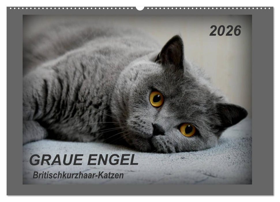 GRAUE ENGEL Britischkurzhaar-Katzen (CALVENDO Wandkalender 2026)