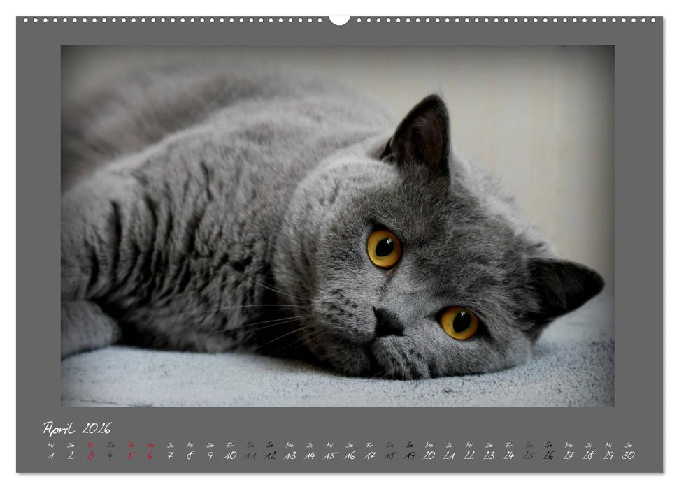 GRAUE ENGEL Britischkurzhaar-Katzen (CALVENDO Wandkalender 2026)
