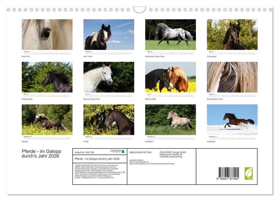 Pferde - im Galopp durch's Jahr 2026 (CALVENDO Wandkalender 2026)