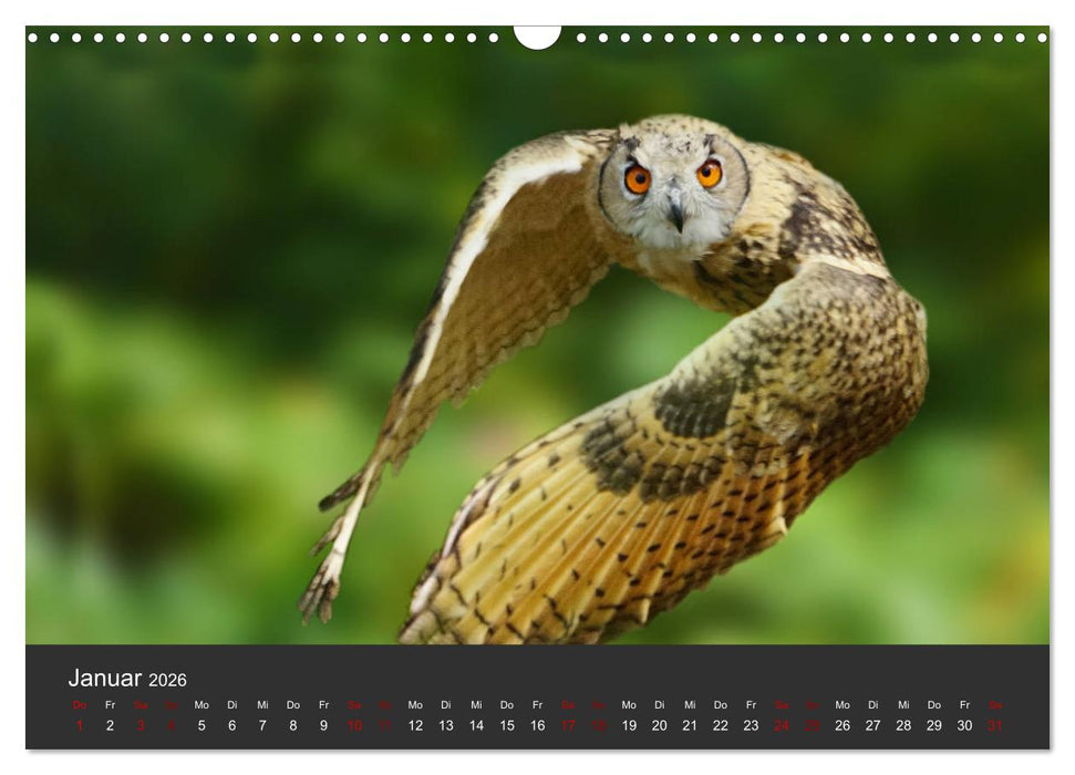 Faszination der Greifvögel und Geier (CALVENDO Wandkalender 2026)