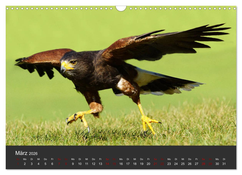 Faszination der Greifvögel und Geier (CALVENDO Wandkalender 2026)