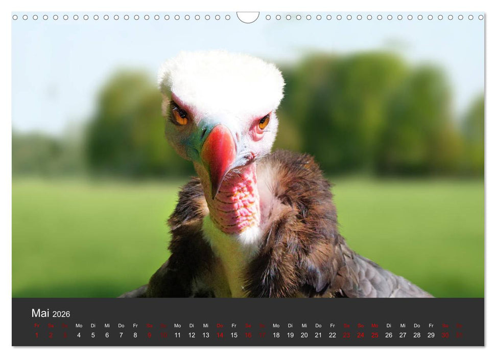 Faszination der Greifvögel und Geier (CALVENDO Wandkalender 2026)