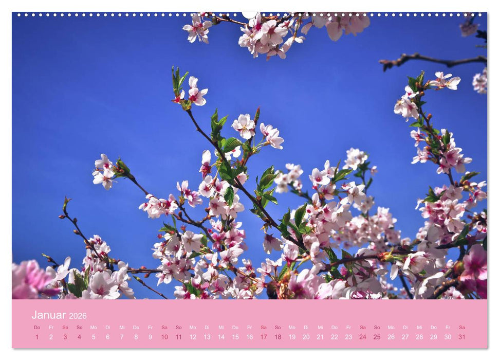 Zarte Kirschblüten - Berauschende Gedankendüfte (CALVENDO Wandkalender 2026)