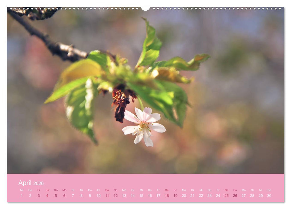 Zarte Kirschblüten - Berauschende Gedankendüfte (CALVENDO Wandkalender 2026)