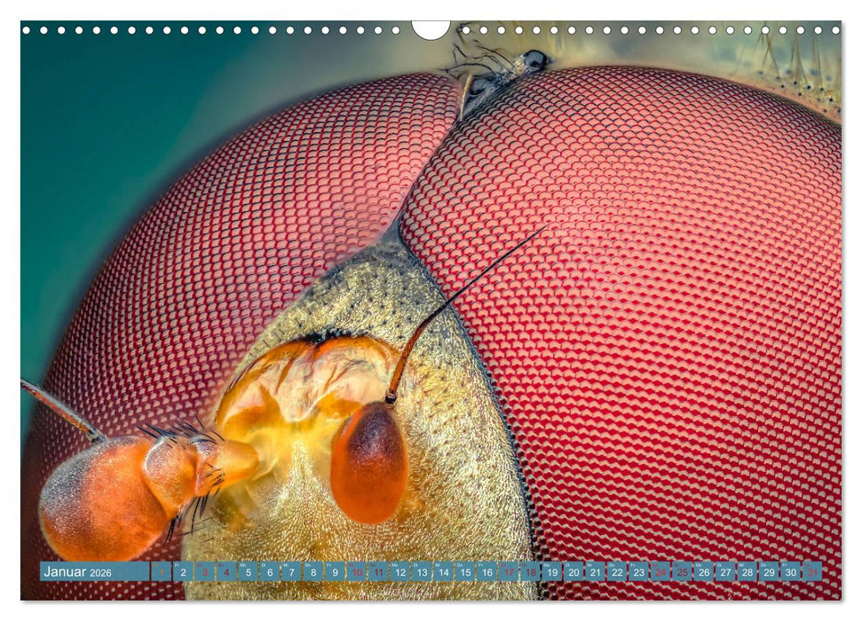 Extreme Makroaufnahmen - Insekten so nah wie nie (CALVENDO Wandkalender 2026)