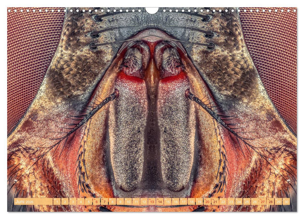 Extreme Makroaufnahmen - Insekten so nah wie nie (CALVENDO Wandkalender 2026)