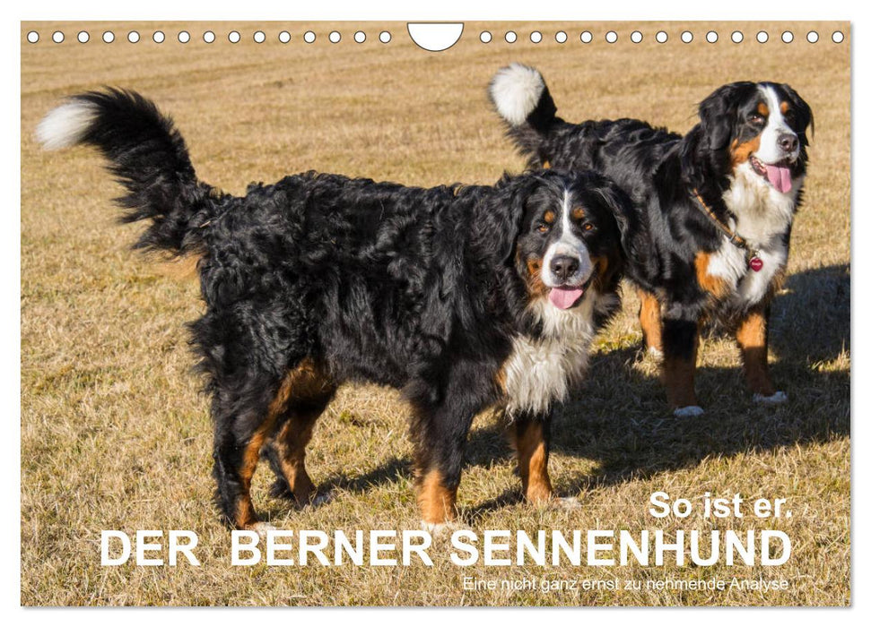So ist er. Der Berner Sennenhund (CALVENDO Wandkalender 2026)