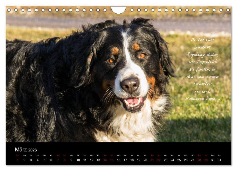 So ist er. Der Berner Sennenhund (CALVENDO Wandkalender 2026)