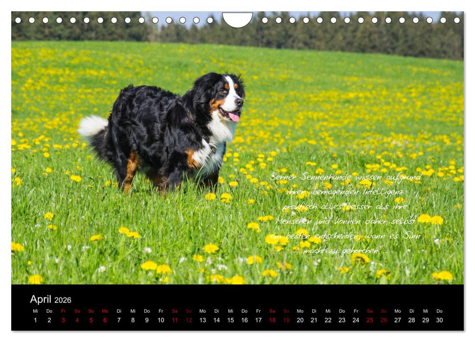 So ist er. Der Berner Sennenhund (CALVENDO Wandkalender 2026)