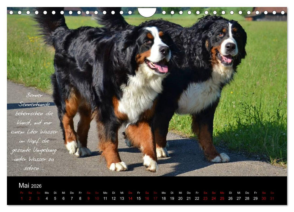 So ist er. Der Berner Sennenhund (CALVENDO Wandkalender 2026)
