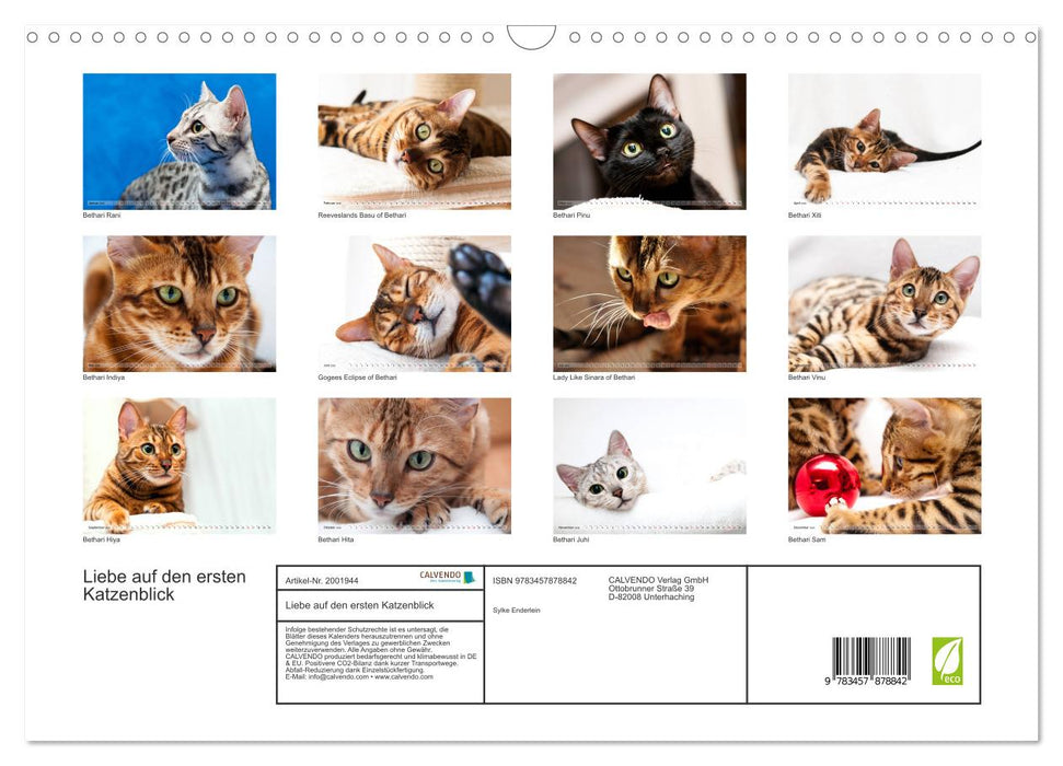 Liebe auf den ersten Katzenblick (CALVENDO Wandkalender 2026)
