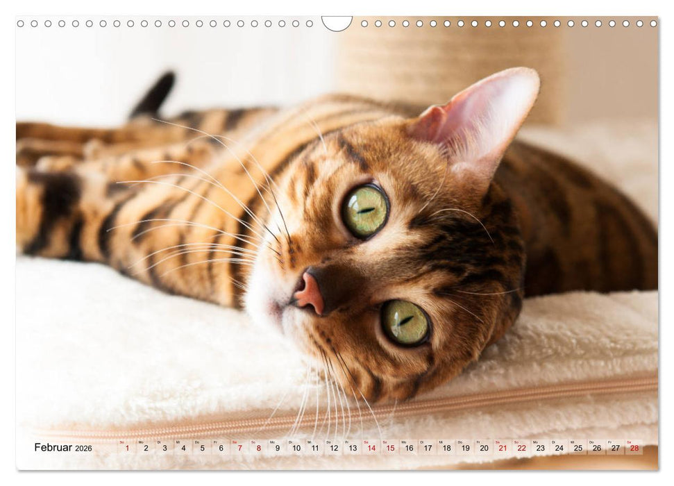 Liebe auf den ersten Katzenblick (CALVENDO Wandkalender 2026)