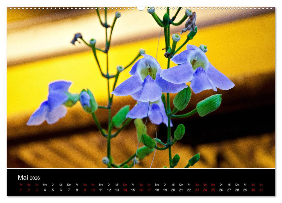 Guten Morgen, Vietnam! (CALVENDO Wandkalender 2026)