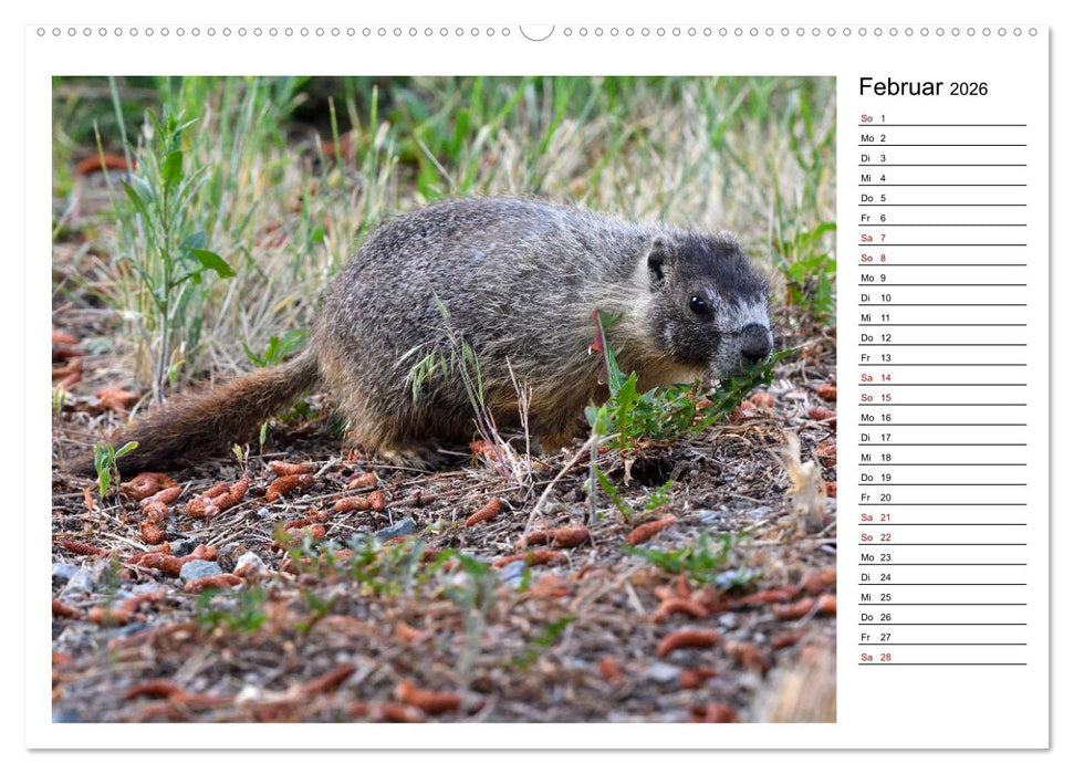 Murmeltiere in Nordamerika (CALVENDO Wandkalender 2026)