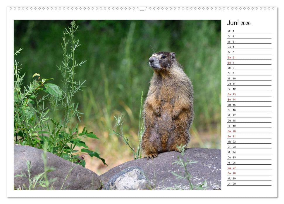 Murmeltiere in Nordamerika (CALVENDO Wandkalender 2026)