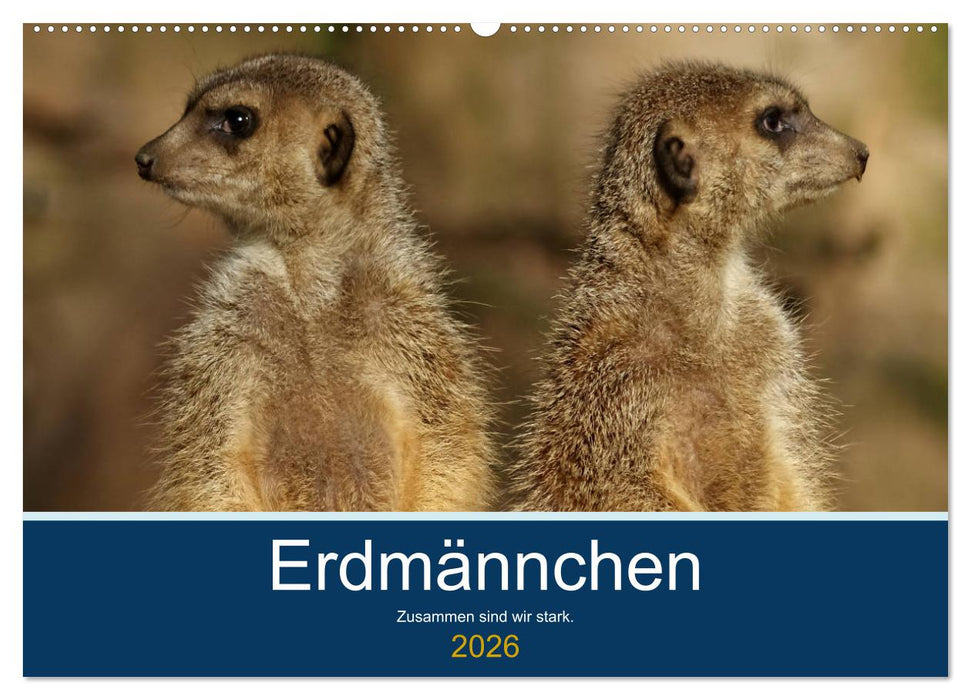 Erdmännchen - Zusammen sind wir stark (CALVENDO Wandkalender 2026)