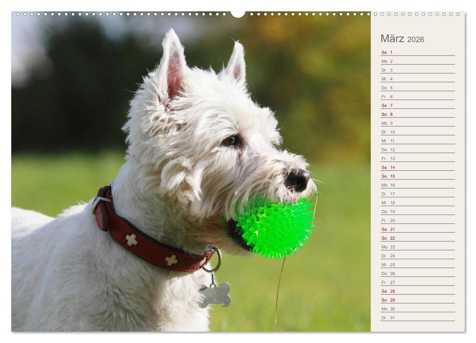 West Highland White Terrier - Selbstbewustes Powerpaket - der Westie (CALVENDO Wandkalender 2026)
