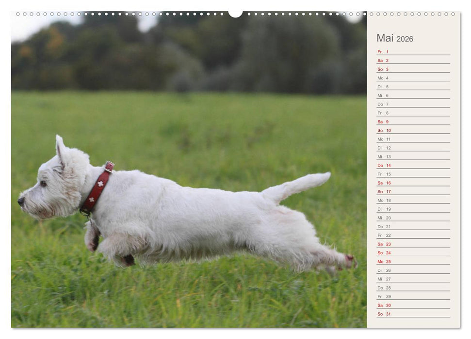 West Highland White Terrier - Selbstbewustes Powerpaket - der Westie (CALVENDO Wandkalender 2026)