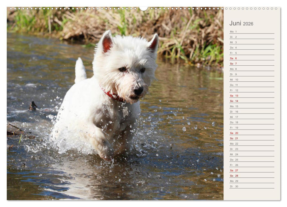 West Highland White Terrier - Selbstbewustes Powerpaket - der Westie (CALVENDO Wandkalender 2026)