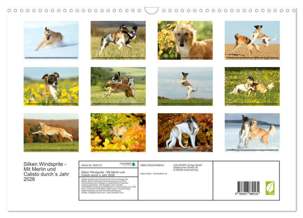 Silken Windsprite - Mit Merlin und Calisto durch´s Jahr 2026 (CALVENDO Wandkalender 2026)