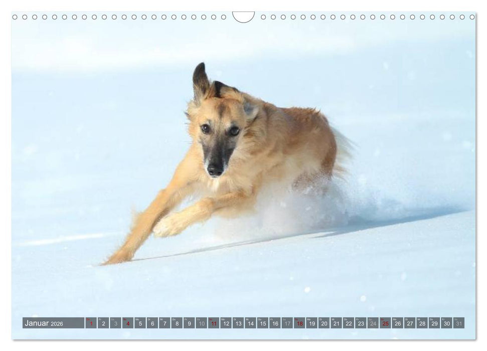 Silken Windsprite - Mit Merlin und Calisto durch´s Jahr 2026 (CALVENDO Wandkalender 2026)