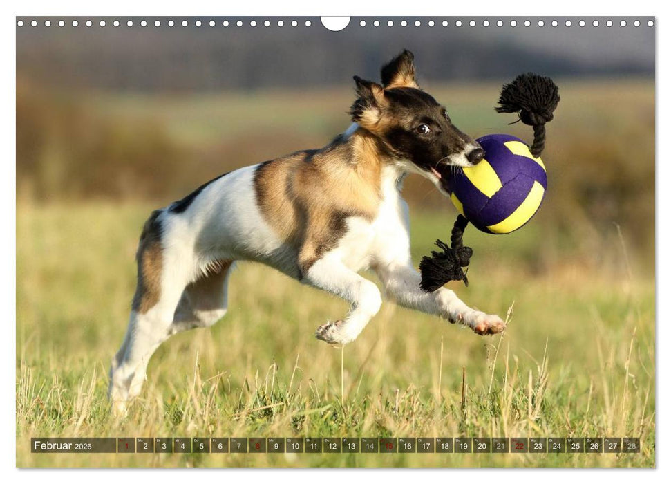 Silken Windsprite - Mit Merlin und Calisto durch´s Jahr 2026 (CALVENDO Wandkalender 2026)