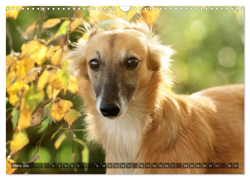 Silken Windsprite - Mit Merlin und Calisto durch´s Jahr 2026 (CALVENDO Wandkalender 2026)