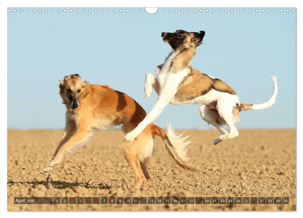 Silken Windsprite - Mit Merlin und Calisto durch´s Jahr 2026 (CALVENDO Wandkalender 2026)