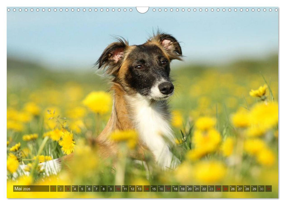 Silken Windsprite - Mit Merlin und Calisto durch´s Jahr 2026 (CALVENDO Wandkalender 2026)