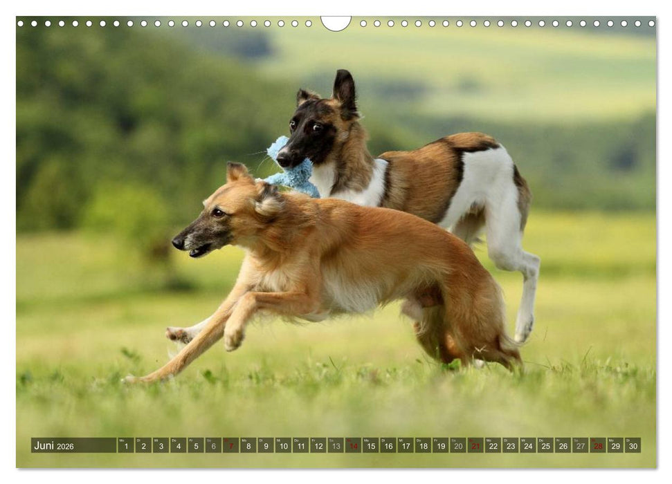 Silken Windsprite - Mit Merlin und Calisto durch´s Jahr 2026 (CALVENDO Wandkalender 2026)