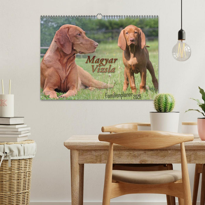 Familienplaner - Magyar Vizsla (CALVENDO Wandkalender 2026)